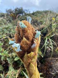 Puya cuevae image