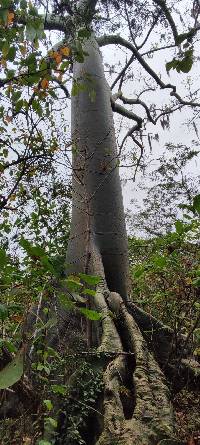 Ceiba trischistandra image