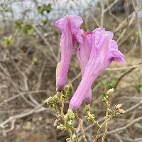 Ipomoea carnea image