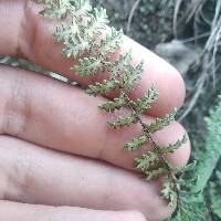 Myriopteris aurea image