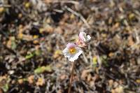 Begonia parcifolia image