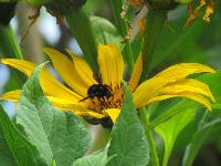 Bombus pauloensis image