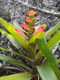 Guzmania gloriosa image