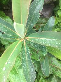 Euphorbia laurifolia image