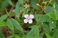 Monochaetum lineatum image