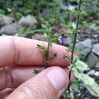 Salvia tiliifolia image