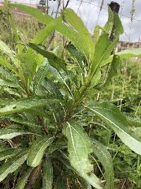 Baccharis latifolia image