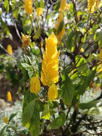 Pachystachys lutea image