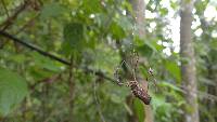 Trichonephila clavipes image