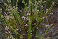 Baccharis genistelloides image