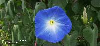 Ipomoea tricolor image