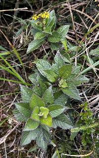 Dendrophorbium dodsonii image