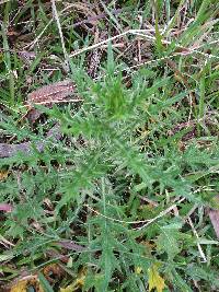 Cirsium vulgare image