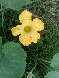 Cucurbita ficifolia image