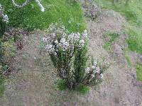 Valeriana microphylla image