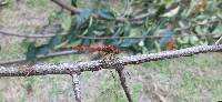 Sympetrum gilvum image