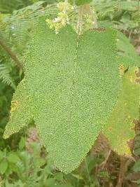 Lepechinia betonicifolia image