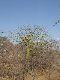 Ceiba trischistandra image