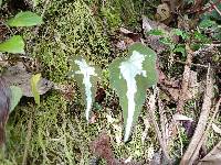 Begonia acerifolia image