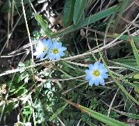 Gentiana sedifolia image