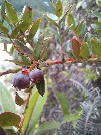 Vaccinium floribundum image