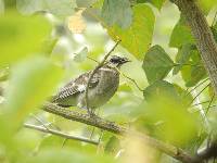 Mimus longicaudatus image