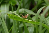 Anartia amathea image