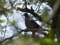 Columba livia image