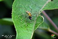 Peucetia rubrolineata image