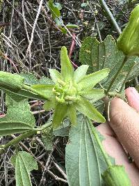 Passiflora viridescens image