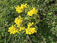 Calceolaria crenata image