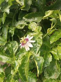 Passiflora edulis image