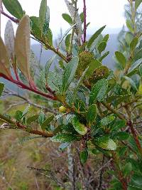 Macleania rupestris image