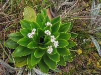 Valeriana convallarioides image