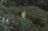 Oreocallis grandiflora image