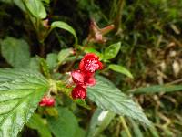 Begonia urticae image