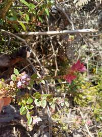 Vaccinium floribundum image