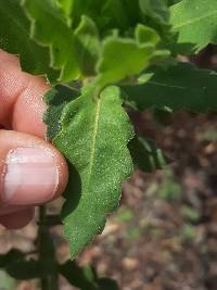 Cantua quercifolia image