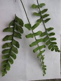 Asplenium ruizianum image