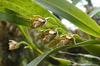 Prosthechea livida image