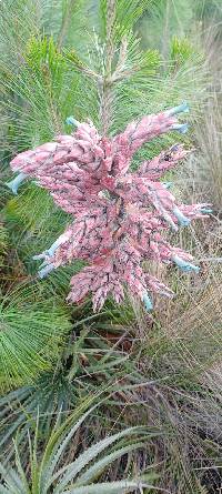 Puya parviflora image