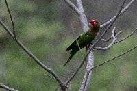 Aratinga erythrogenys image