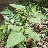 Salvia macrophylla image