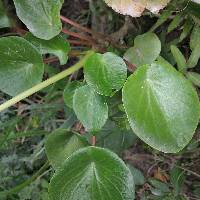 Peperomia peltigera image