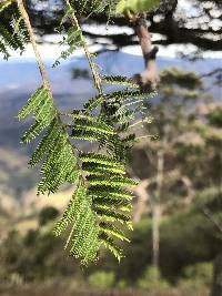 Vachellia macracantha image