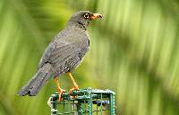 Turdus fuscater image