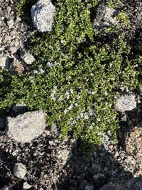 Clinopodium nubigenum image