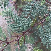 Vachellia macracantha image