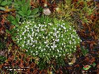 Paepalanthus lodiculoides image