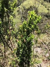 Clinopodium taxifolium image